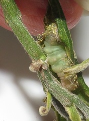 Lophoptera
