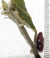 Lophoptera