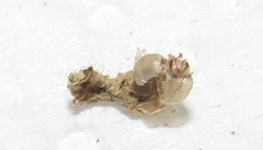 Lophoptera