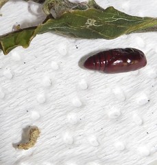 Lophoptera