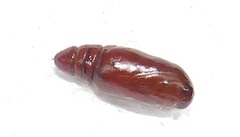 Lophoptera