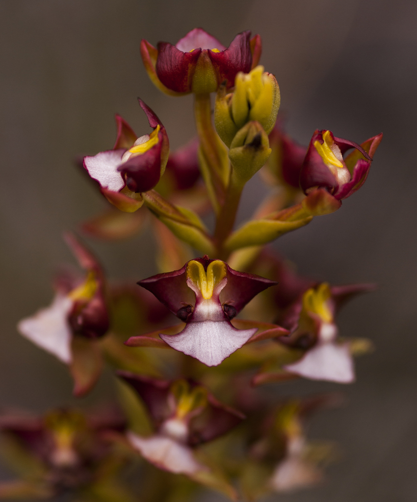 Liver Orchids