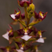 Bloody Liver Orchid - Photo (c) Campbell Fleming, some rights reserved (CC BY-NC), uploaded by Campbell Fleming