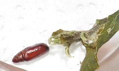 Lophoptera