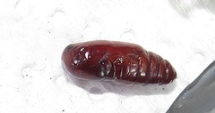 Lophoptera