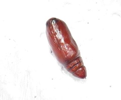 Lophoptera