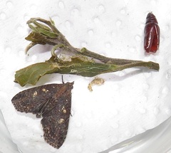 Lophoptera