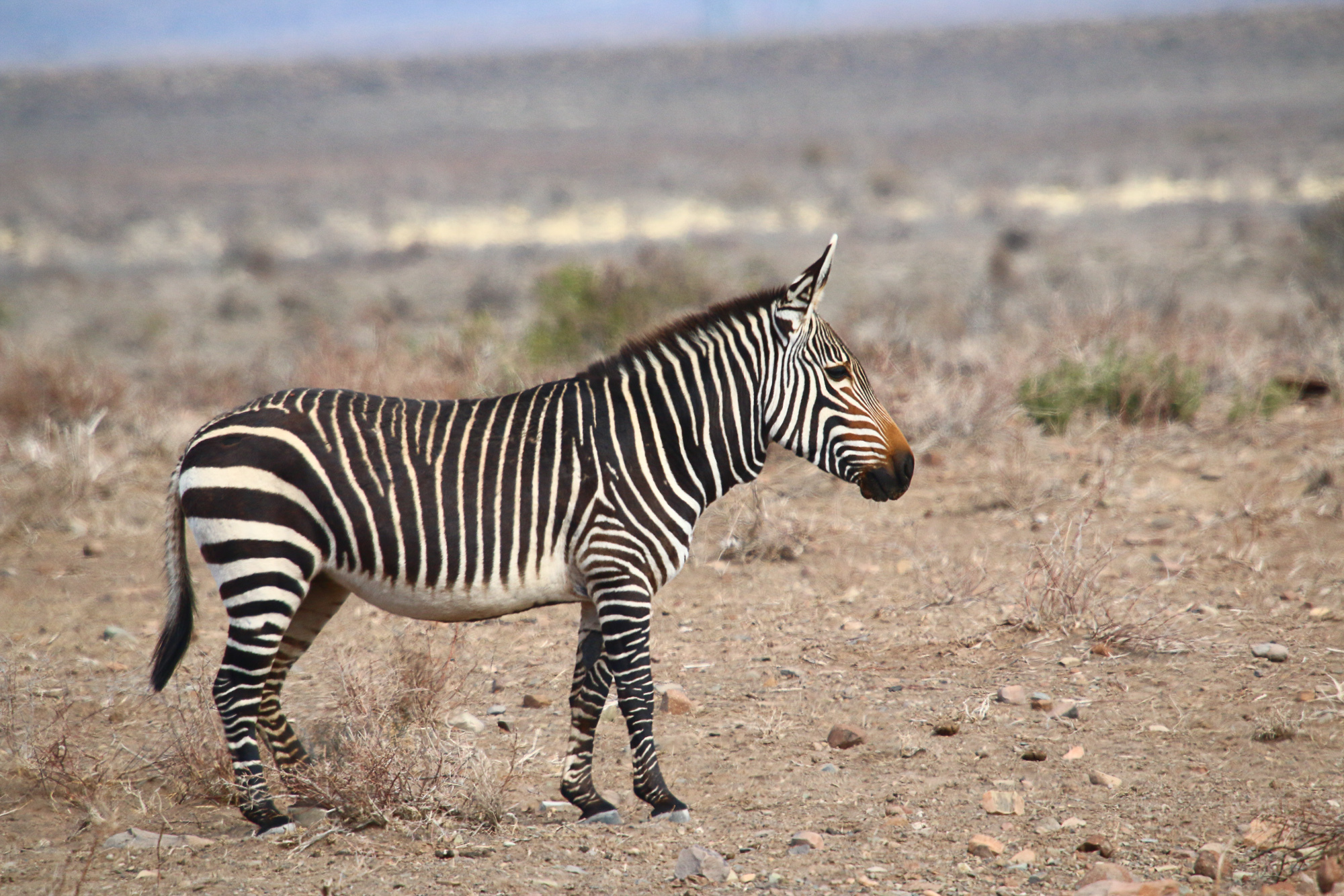 File:Cape Mountain Zebras (Equus zebra zebra) running away