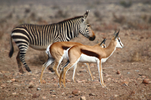Springbok