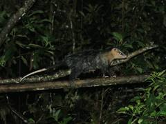 Didelphis pernigra