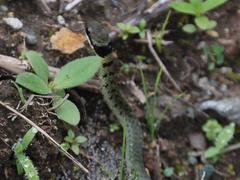 Erythrolamprus epinephalus