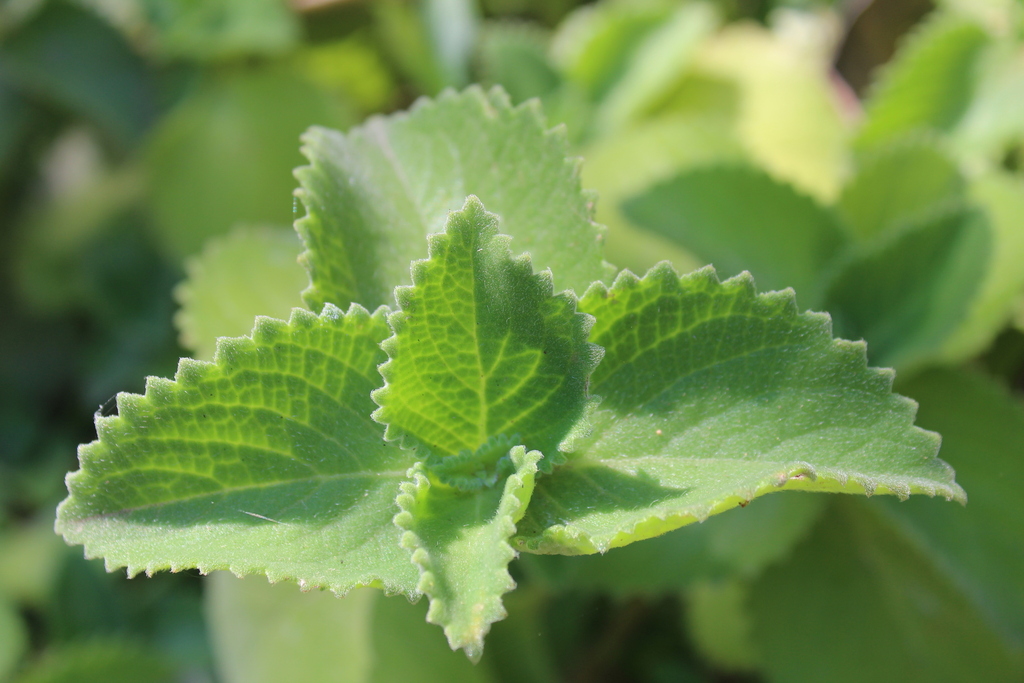 Coleus amboinicus, San Andres, Guatemala