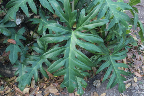 Philodendron radiatum