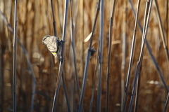 Crithagra albogularis