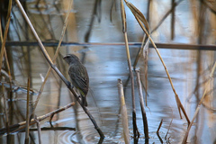 Crithagra albogularis