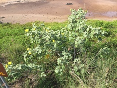 Gossypium tomentosum