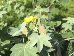 Gossypium tomentosum