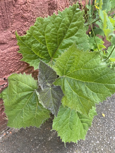 princesstree (Paulownia tomentosa)