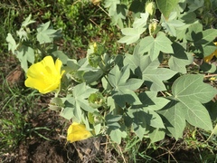 Gossypium tomentosum