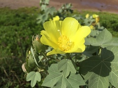 Gossypium tomentosum