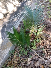 Cycas revoluta