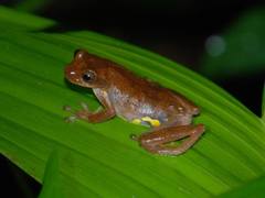 Dendropsophus carnifex