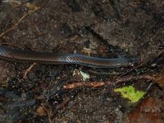 Tantilla melanocephala