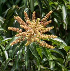 Mangifera indica image