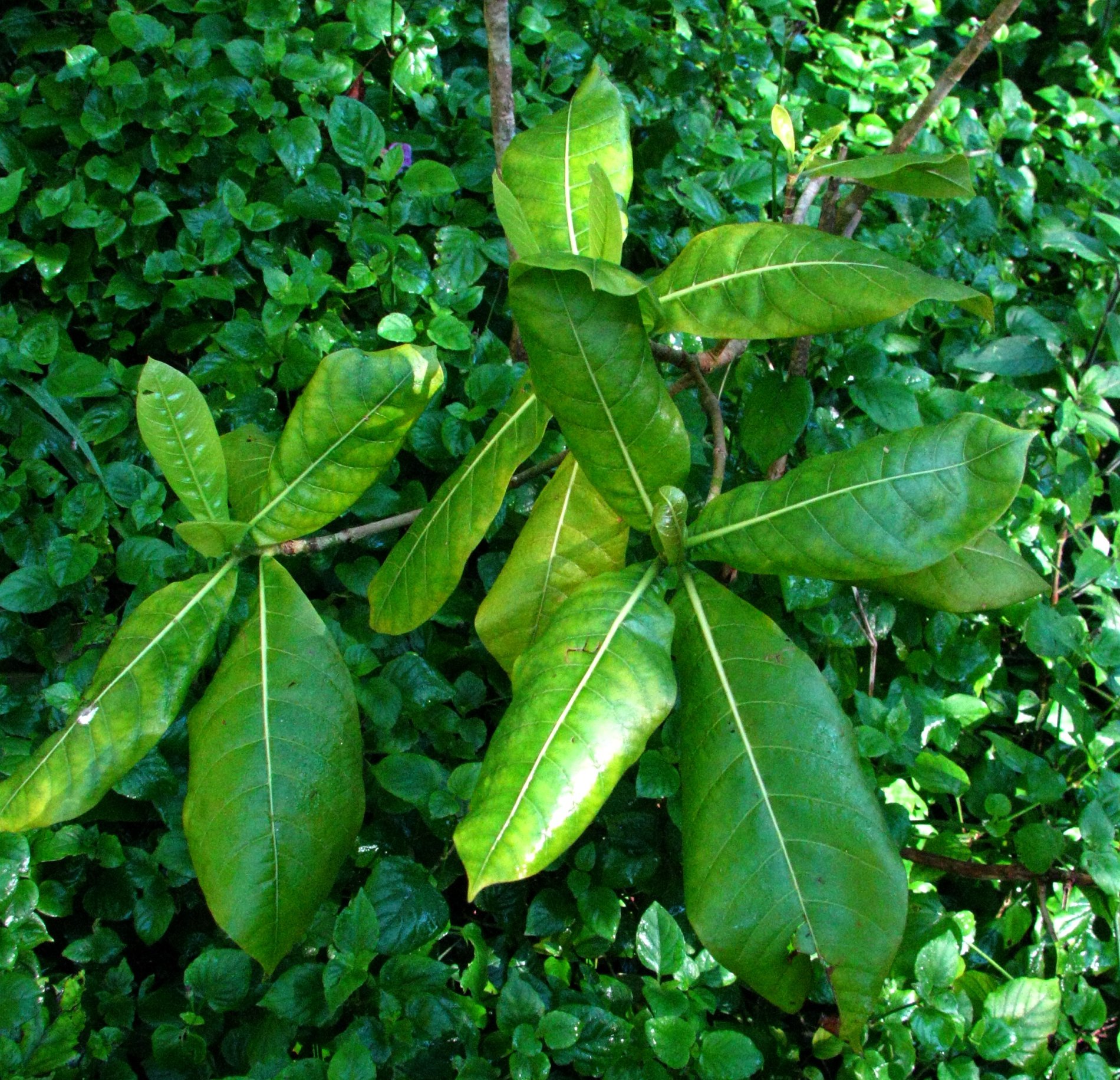 Gardenia mannii