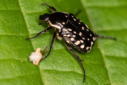 Middle Eastern Flower Scarab