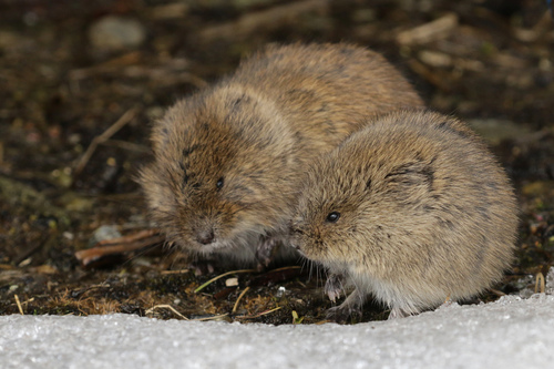 Tundra Vole