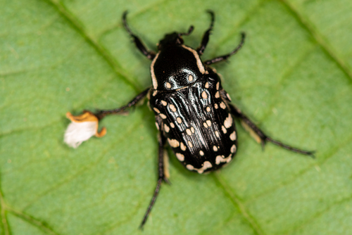 Middle Eastern Flower Scarab