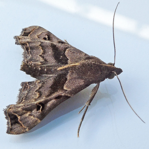 Faint-spotted Palthis Moth