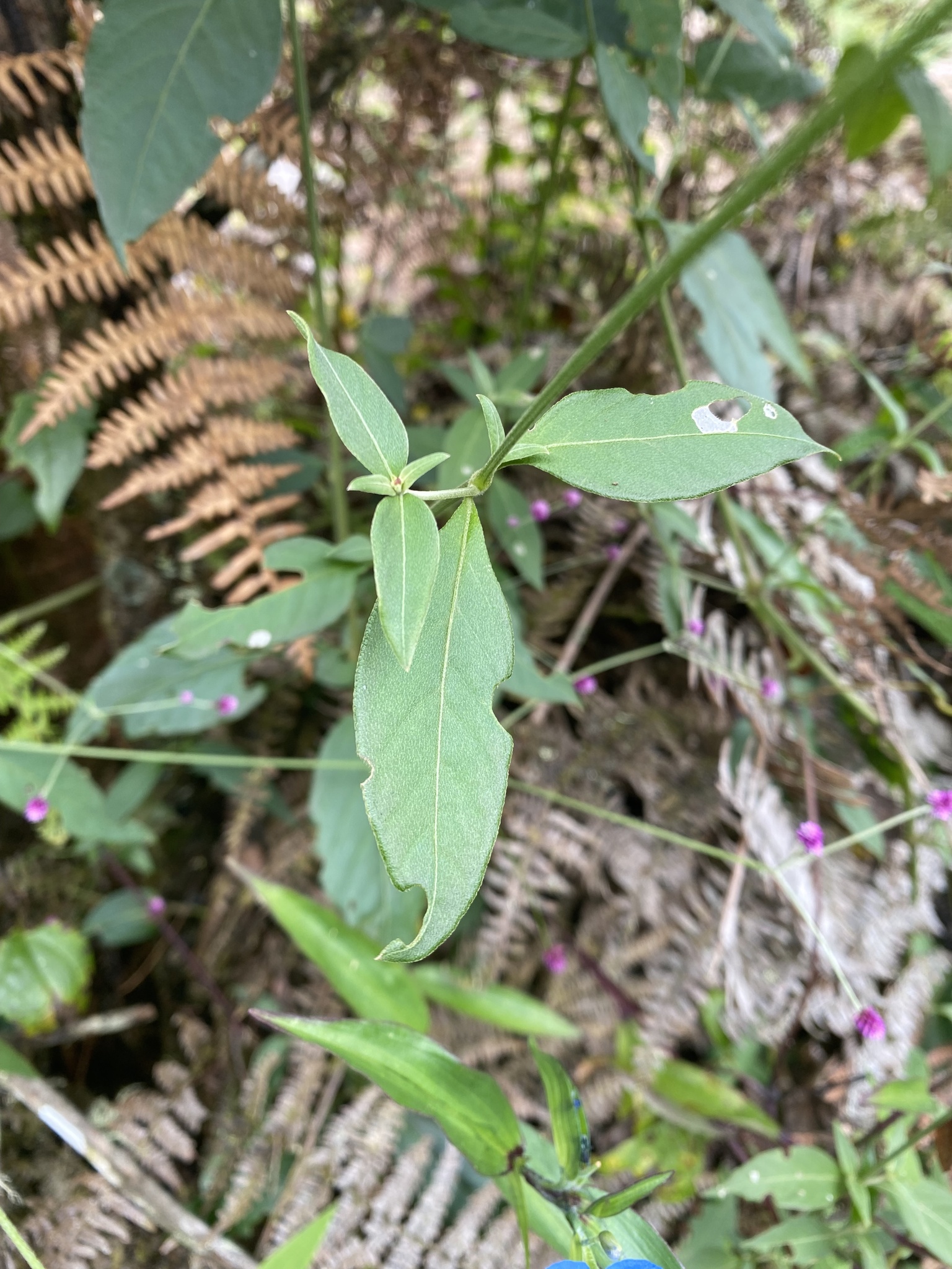 Amaranthaceae image