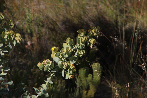 Image of Rafnia amplexicaulis by (c) Tony Rebelo, some rights reserved (CC BY-SA)