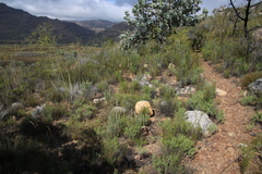 Pelargonium laevigatum oxyphyllum