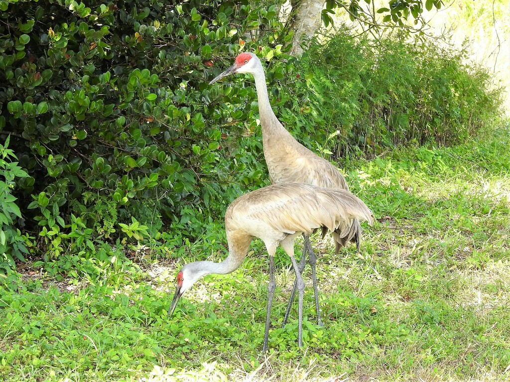 Florida Sandhill Crane From Arthur R. Marshall Loxahatchee Wildlife ...