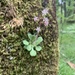Saxifraga spathularis - Photo (c) linda4_10, algunos derechos reservados (CC BY-NC)