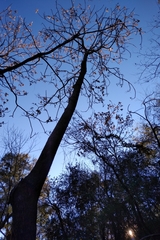 Ailanthus