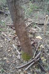 Ailanthus