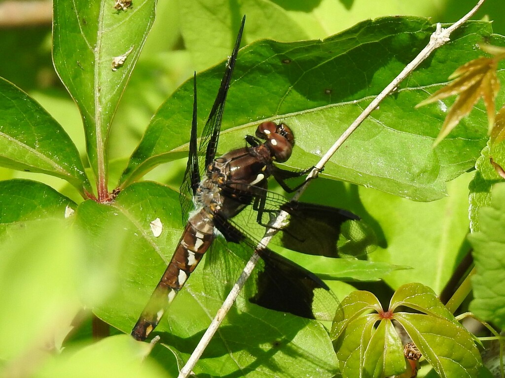 common-whitetail-from-prince-george-s-county-md-usa-on-may-21-2023
