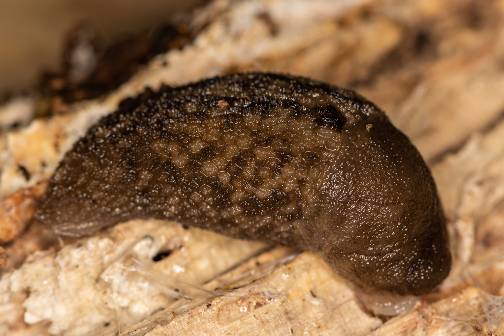 Caspilimax keyserlingi
