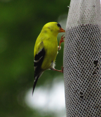 Spinus tristis