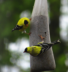 Spinus tristis