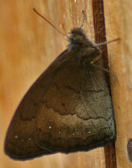 Forsterinaria pallida