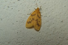 Miltochrista undulata
