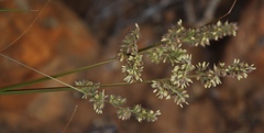 Tribolium hispidum