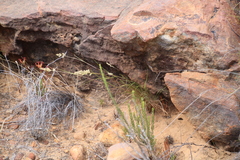 Tribolium hispidum