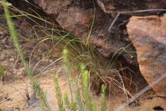 Tribolium hispidum