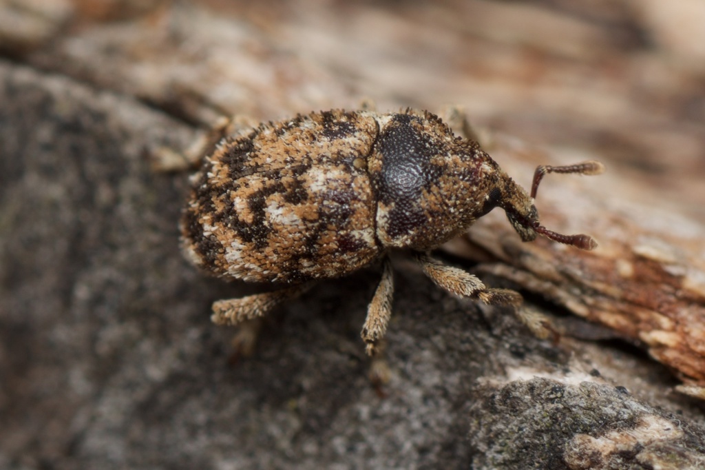 Mesoreda